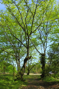 樹林