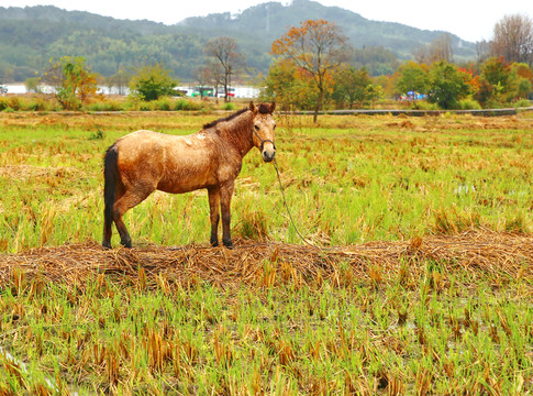 田野上的馬