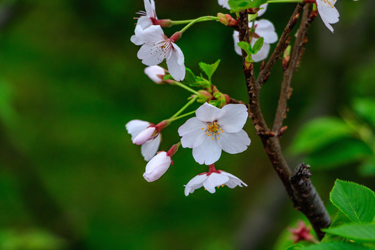 櫻花盛開 櫻花背景 櫻花