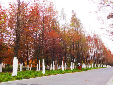 紅杉樹