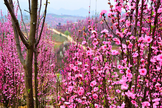 桃花