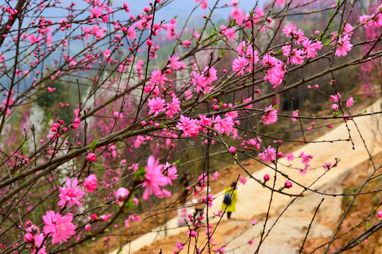桃花