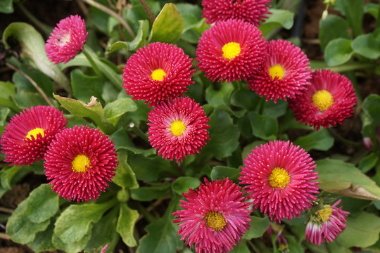 雛菊