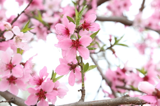 桃花開(kāi)