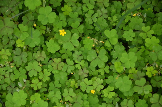 三葉草
