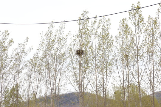 鳥窩