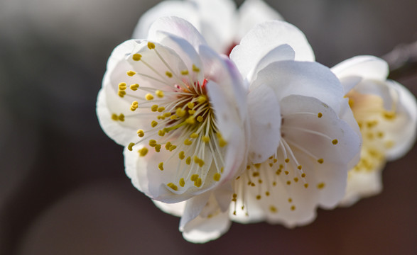 梅花開(kāi)放