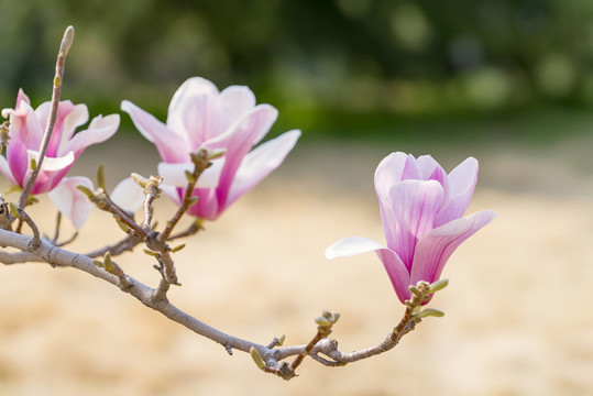 玉蘭花