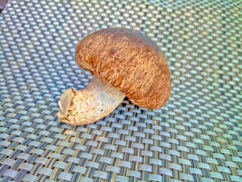 新鮮香菇