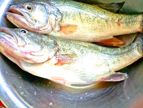 小黃魚