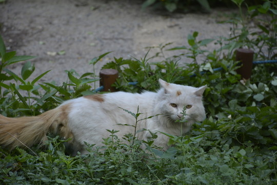 貓