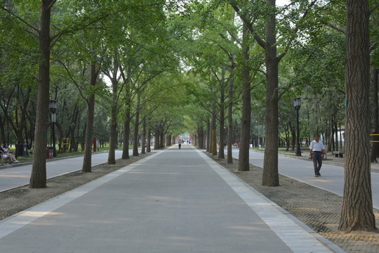 地壇公園的銀杏大道