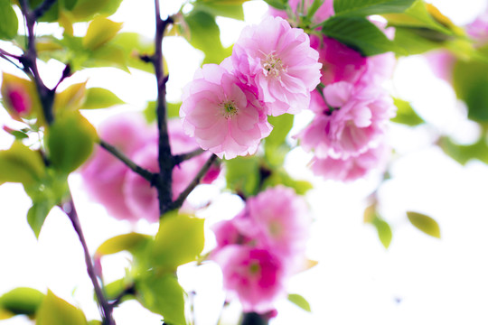 櫻花