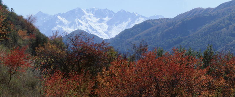 雪山紅葉
