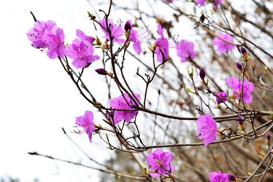 美麗的杜鵑花