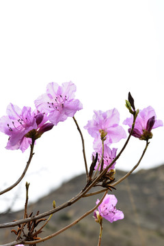 美麗的杜鵑花