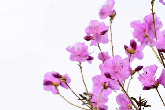 美麗的杜鵑花