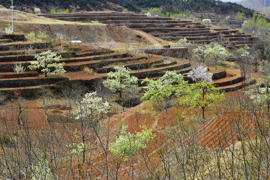 春天的田野