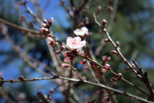 桃花01