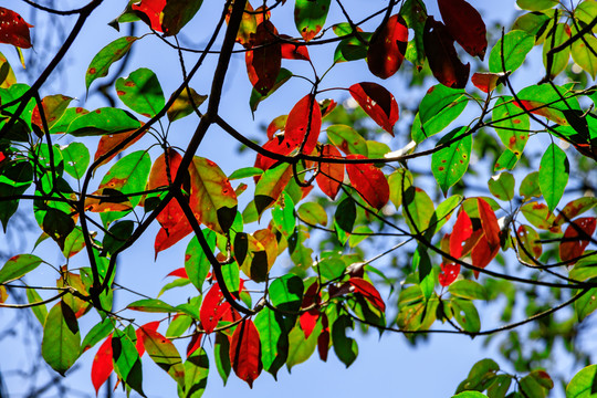 紅葉 綠葉 陽(yáng)光 自然 逆光色
