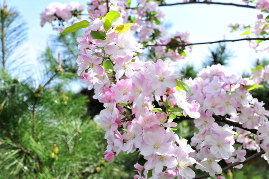海棠花