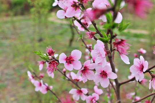 桃花
