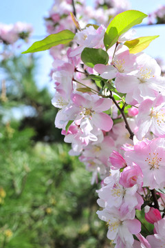 園林海棠  園林花卉