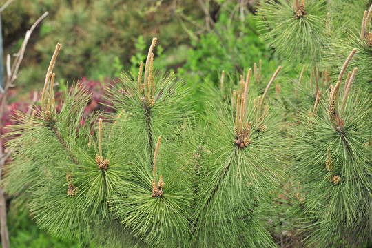 松樹(shù)花  松花粉