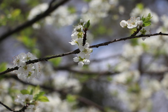 李花
