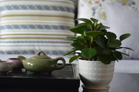 茶機(jī)茶杯