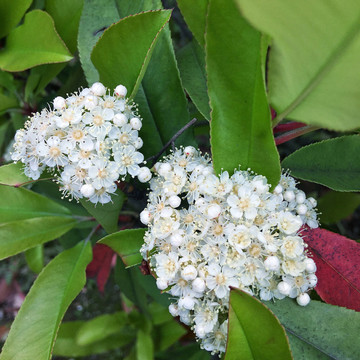 石楠花
