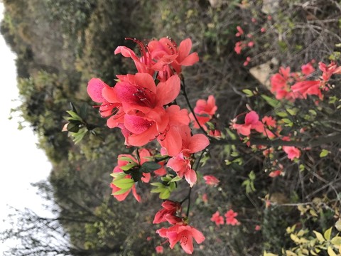 杜鵑花