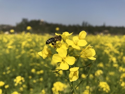 油菜花 蜜蜂