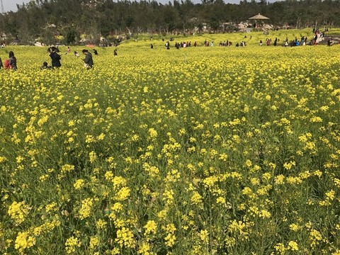 油菜花