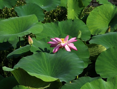 荷葉荷花