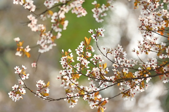 春天的花