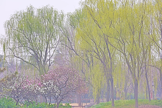 春天的景象