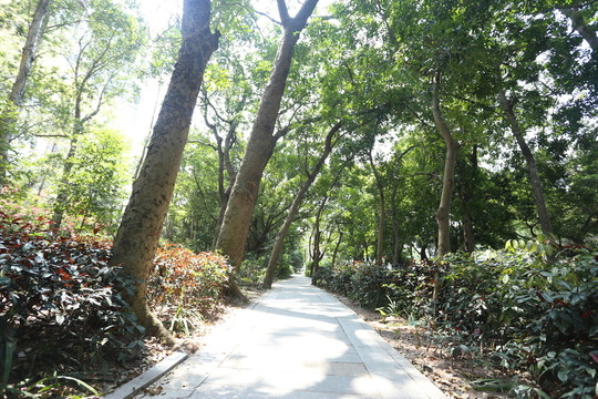 公園小徑