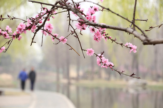 桃花盛開