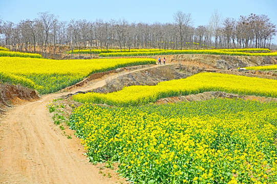 油菜花田