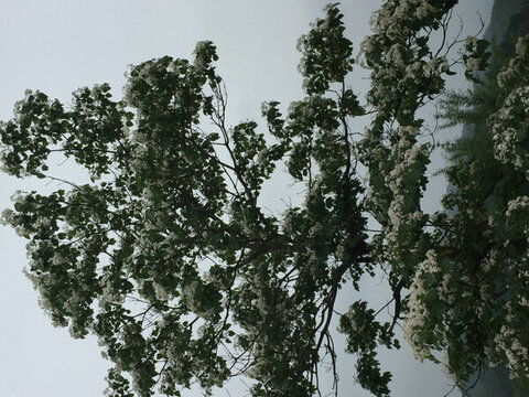 綠樹白花