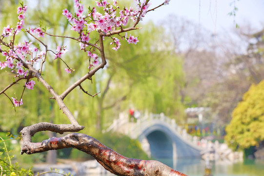 桃花盛開(kāi)