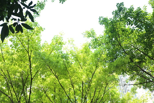 樹葉背景