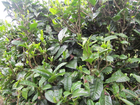 茶樹