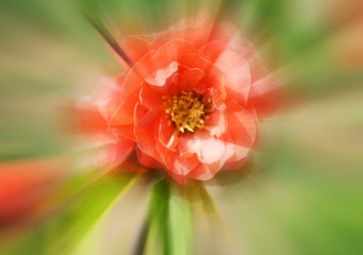 梅花開
