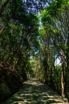 山林小路 林地 樹林 林場