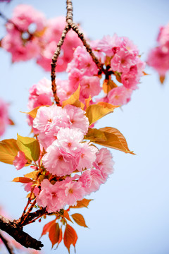 櫻花