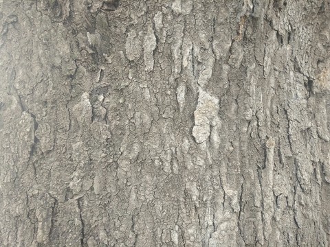 樹皮 樹皮紋理