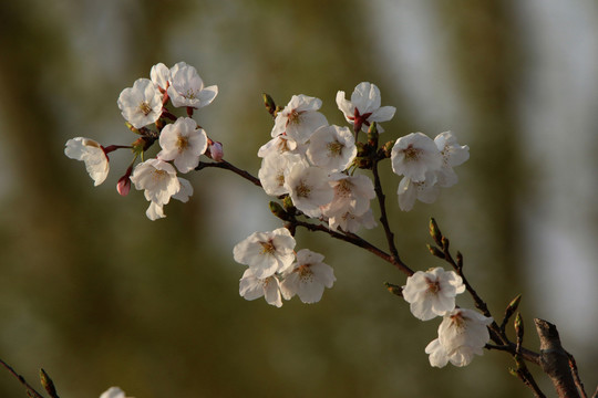 梅花