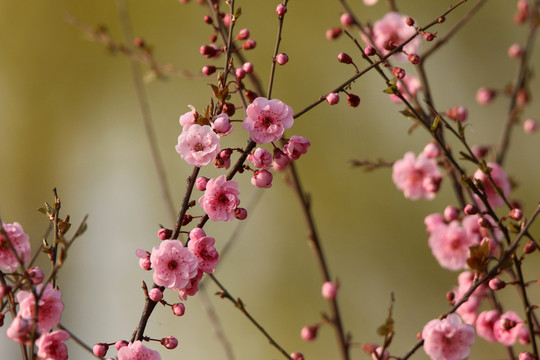 梅花